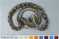 藏品(臺灣黑眉錦蛇)的圖片